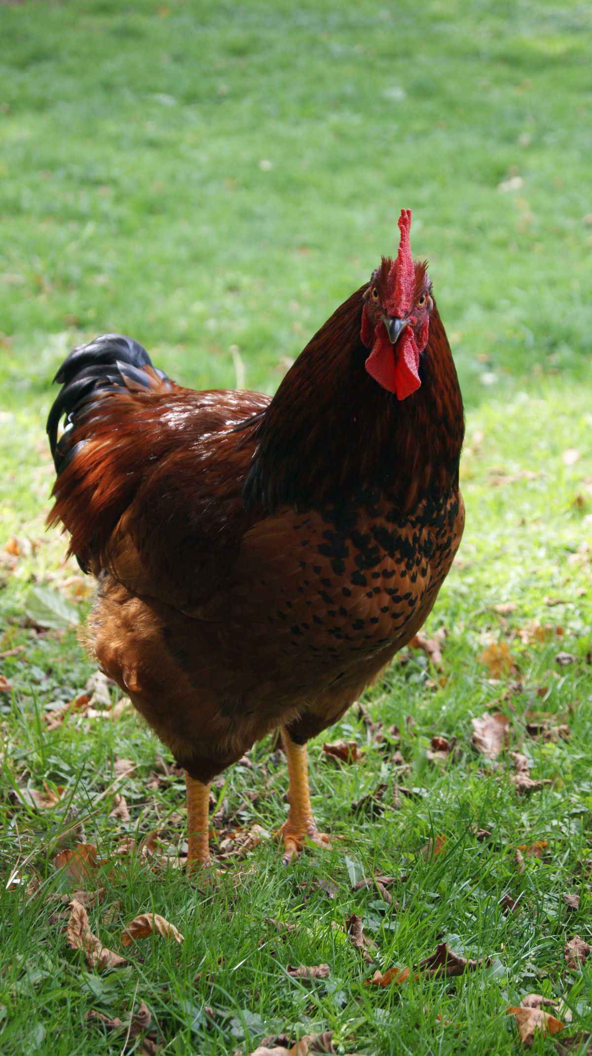 Coq