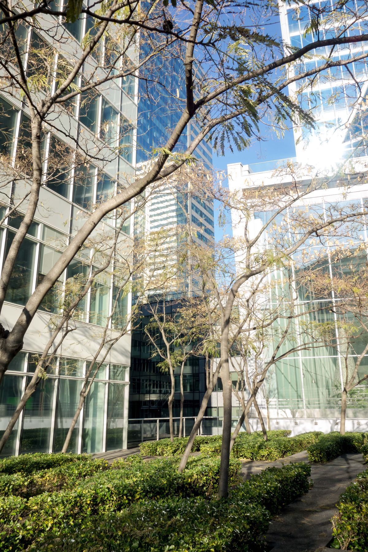 trees against buildings