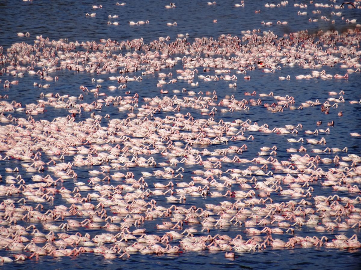 Flamingos am Lake Manyara Tanzania