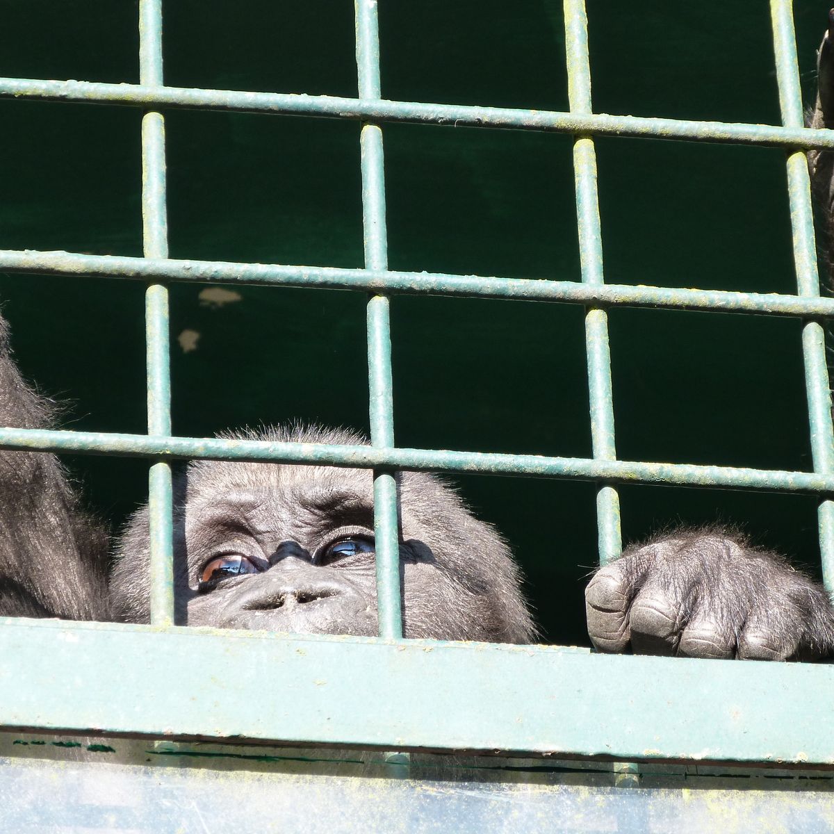 This young gorrilla's sad face and empty eyes seemed to have given up all hope and succumbed to his fate.  Perhaps a bright future of repatriation awaits him or her with the help of the Aspinall Foundation. 