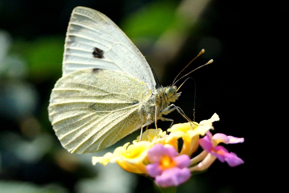 El desayuno de la mariposa