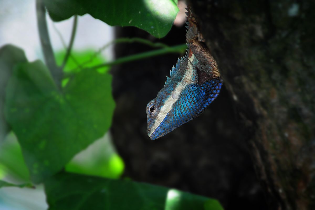 Lézard en Thailande