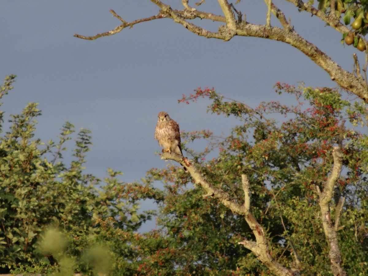 Kestrel in an Orchard