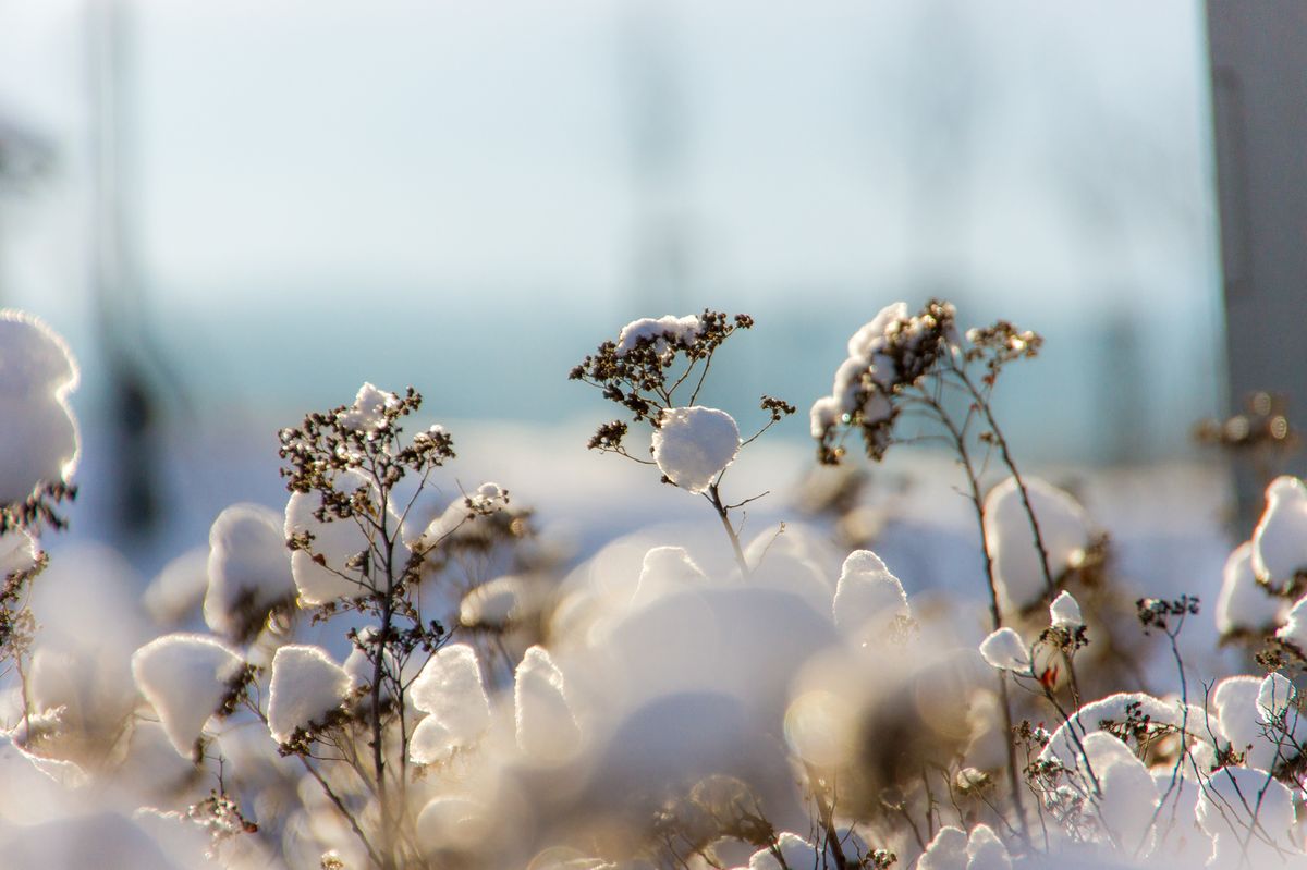 Schneebommeln an einem Januartag