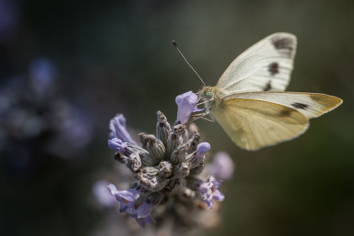 Kohlweissling im heimischen Garten