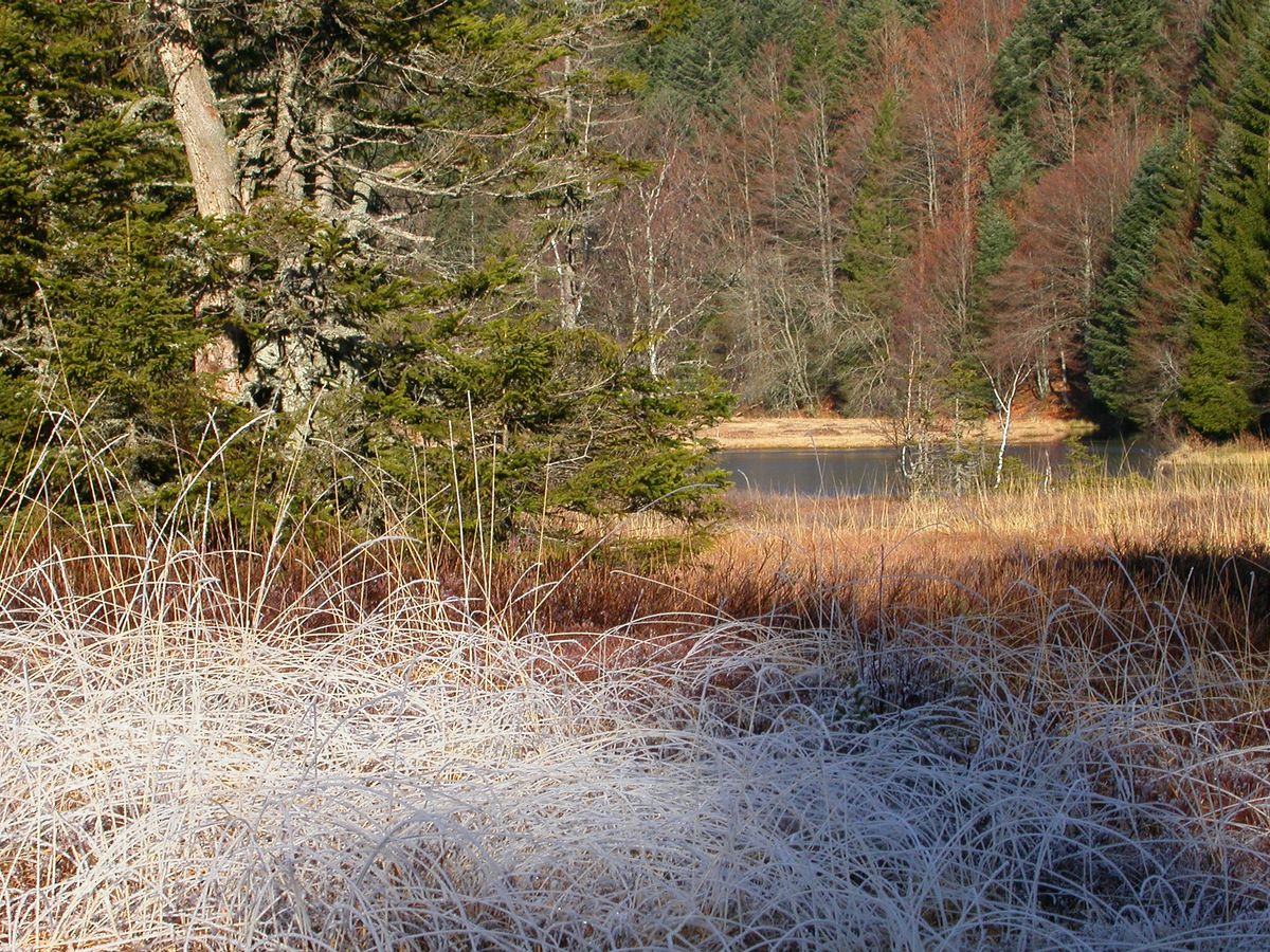 Matin givré au Lac de Lispach