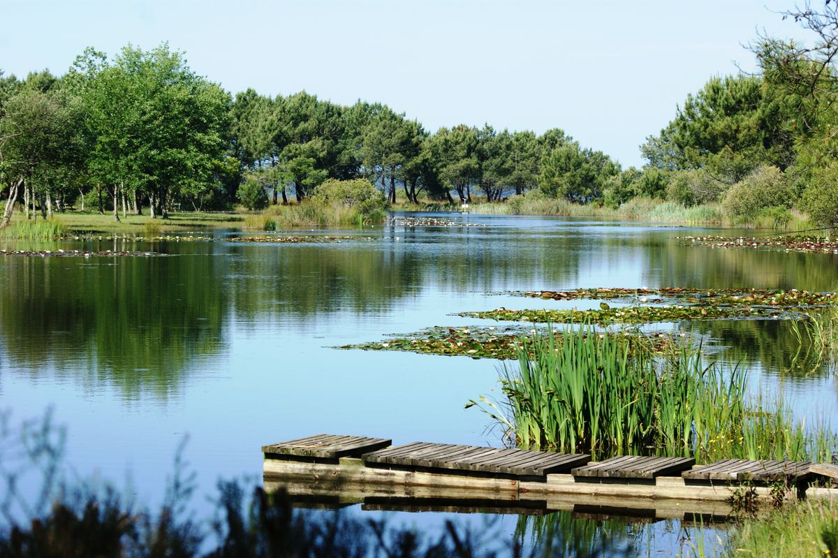 Bord du lac d'Hourtin en gironde france