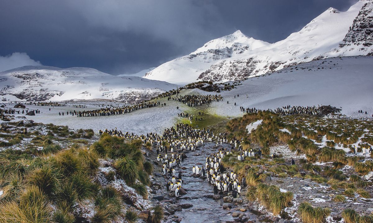 KING PENGUINS MOLTING, SOUTH GEORGIA