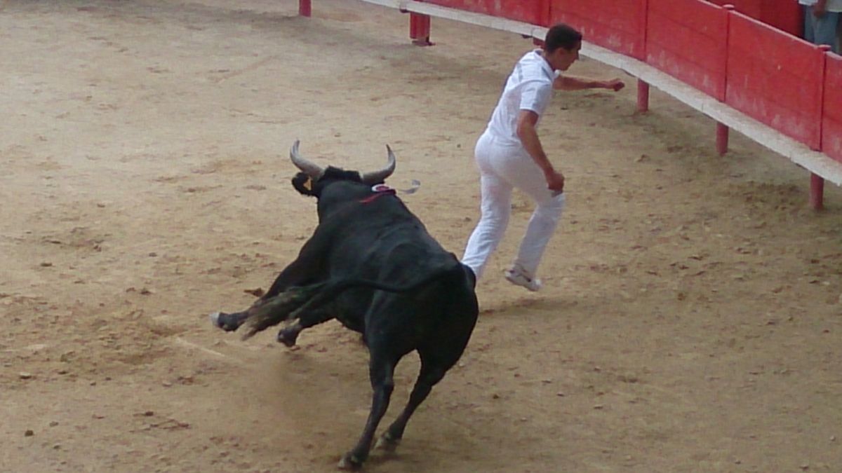 La course camarguaise dans le sud de la France