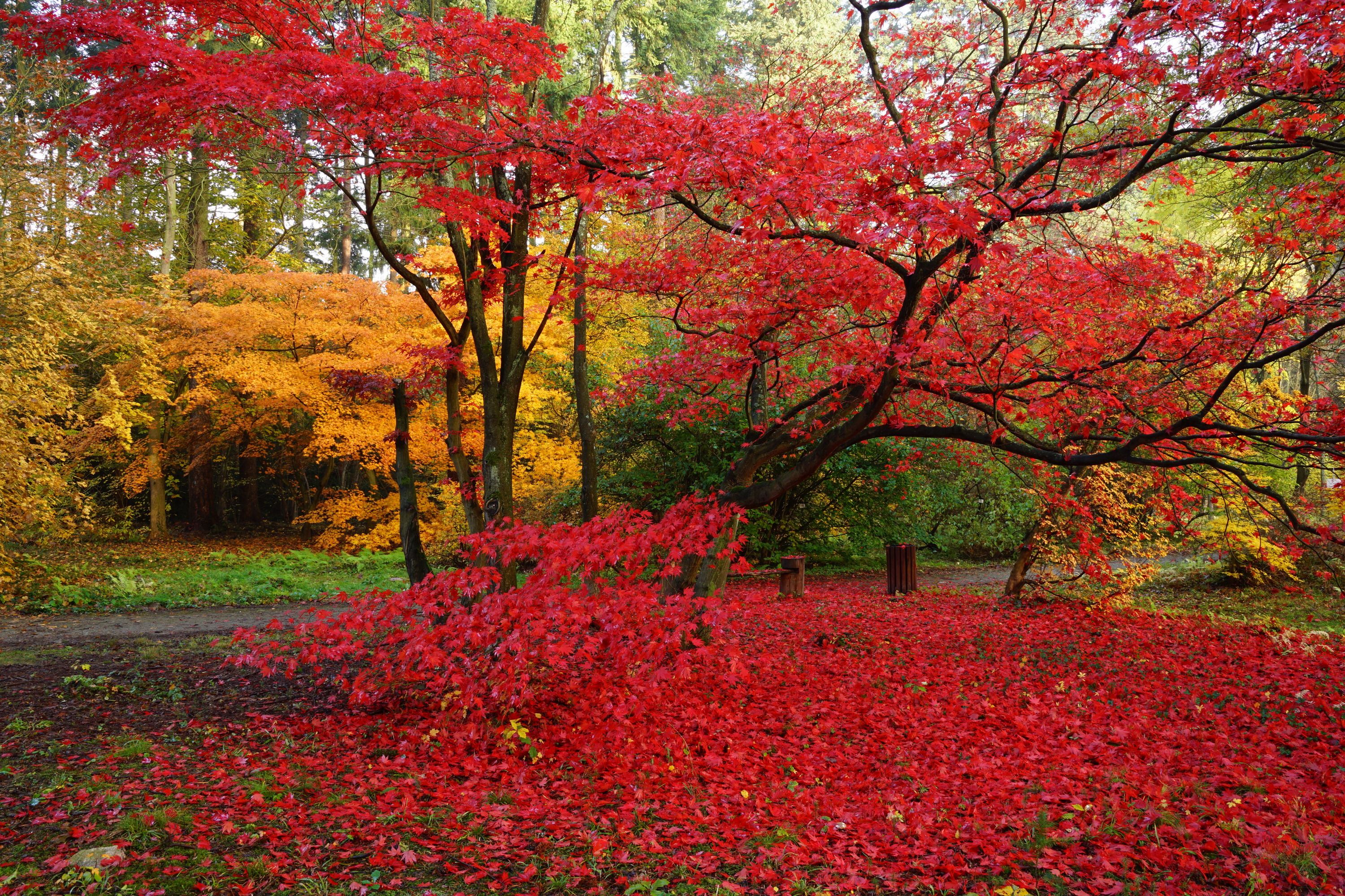 Arboretum