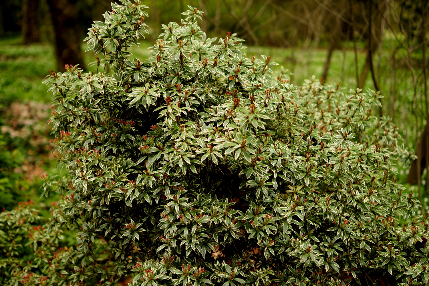 Arboretum