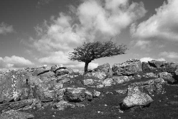 a lonely tree