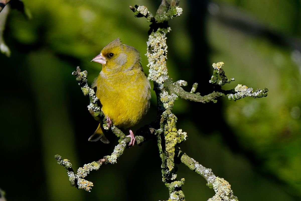 Bild für Forumsbeitrag : https://community.sony.de/t5/termine-treffen-off-topic/im-bann-der-covid-19-pandemie-wildlife-im-garten-und-vor-der/td-p/2753352 ( Diese Aufnahme entstand in APS-C / Super 35mm Modus, mit 900mm / Äquivalent zu 35 mm )