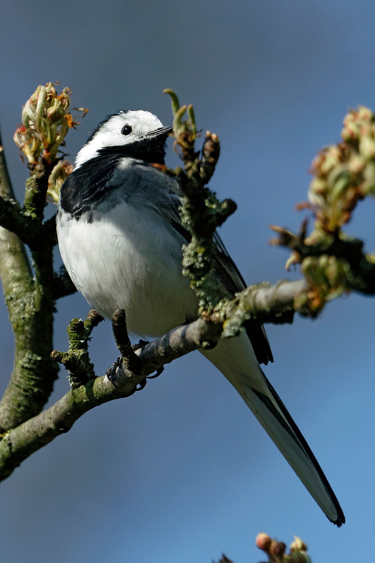 Die Bachstelze (Motacilla alba)