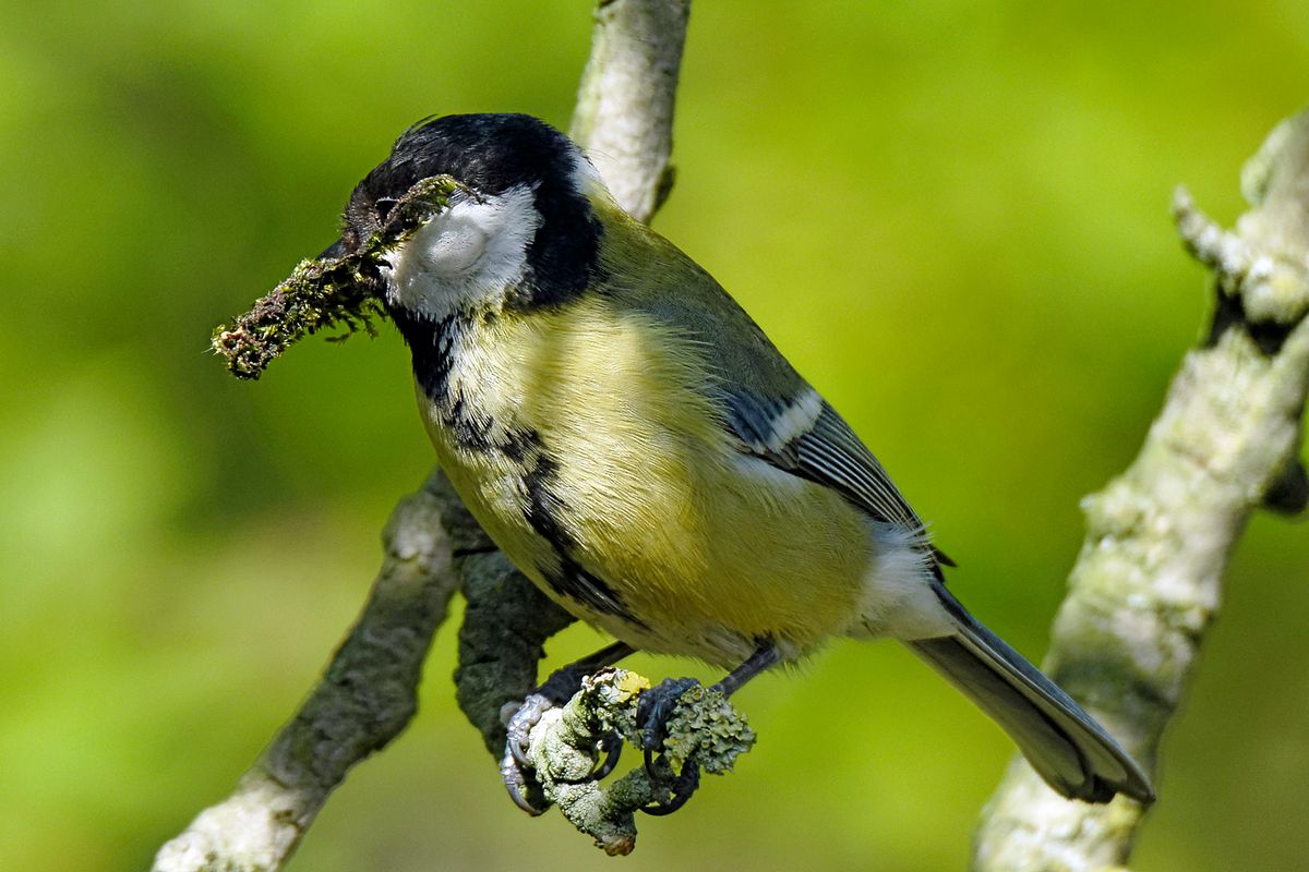 Die Kohlmeise (Parus major)