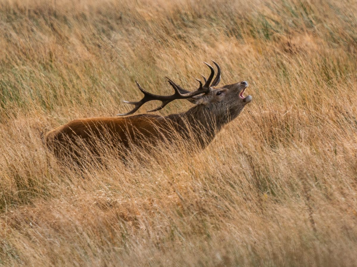 Mike Cook Royal Stag Porlock Common jpeg.jpg