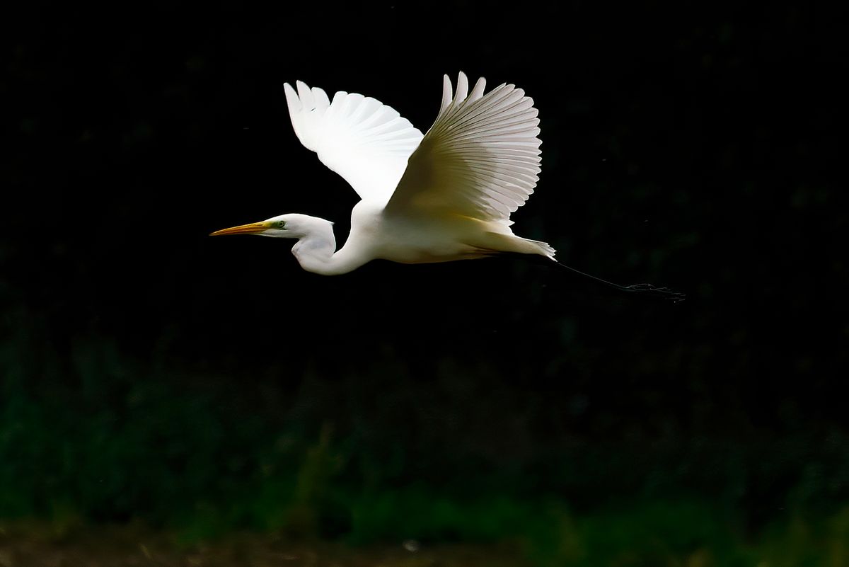 Der Wissenschaftlicher Name des Silberreiher lautet: Ardea alba / Das Bild wurde in APS-C Modus mit einer Alpha α99II mit angesetzten 70-400mm F4-5.6 G SSM bei 400mm aufgenommen. Das Entspricht eine Äquivalenten Brennweite von 600mm. Weitere Exif-Daten: Belichtungsprogramm: S, ISO: 200, +/- : - 0,3, Verschlusszeit: 1/1000 Sek. und die Blende betrug 5.6