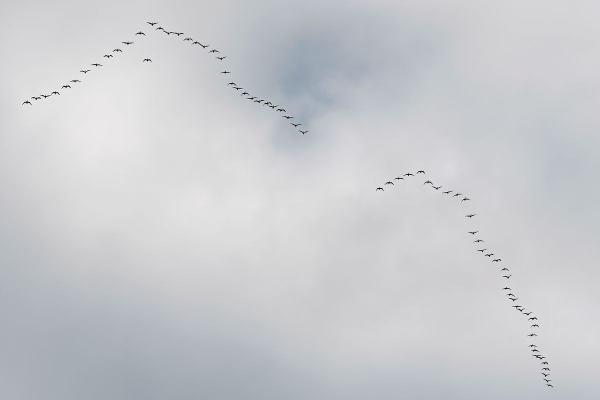 Zwei Schwärme Wildgänse fliegen in der typischen V-Formation, in den warmen Süden. Bei einem Flug in V‐Formation kann der ganze Schwarm seine Flugstrecke um ca. 70 % verlängern, als wenn jedes Tier für sich allein flöge.