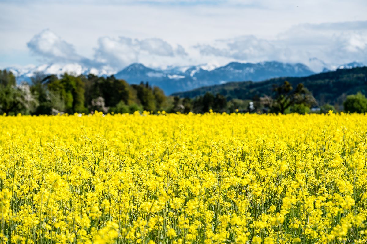 1/1250 sec. bei f.5.0 ISO 100,Brennweite 90mm und windig..