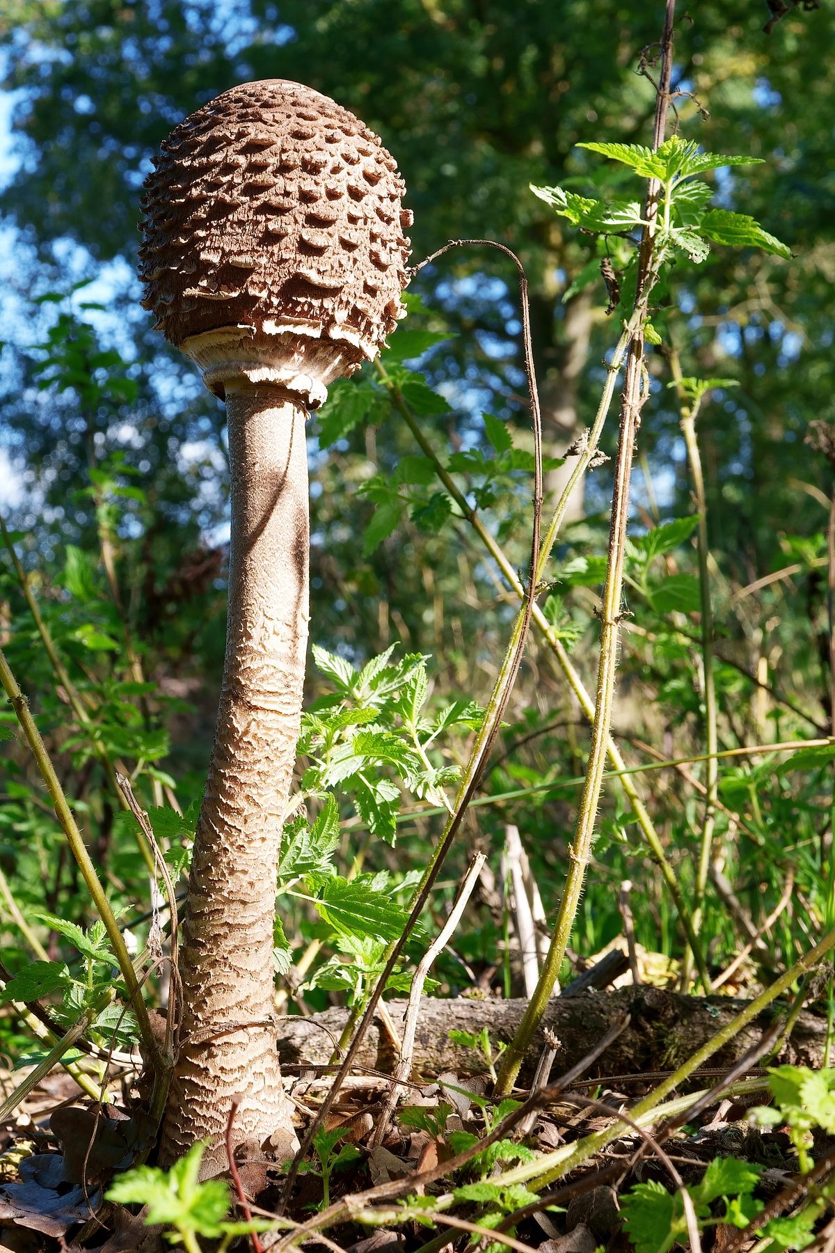 Der Parasol wird auch Gemeine Riesenschirmling oder oder Riesenschirmpilz genannt.