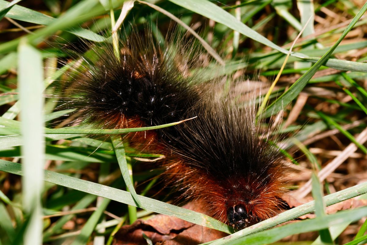 Die Raupe des Braune Bär (Arctia caja). Der Braune Bär ist ein Schmetterling / Nachtfalter.