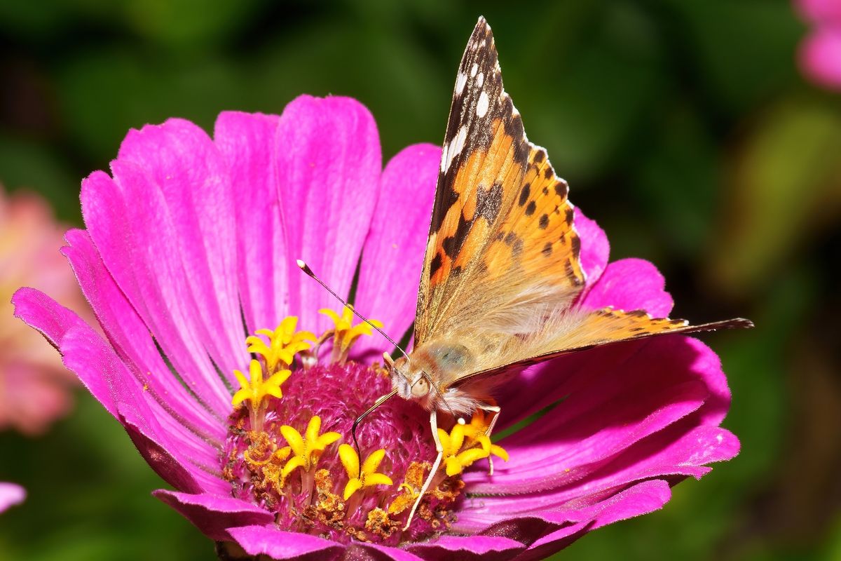 Der Wissenschaftlicher Name des Distelfalter lautet: Vanessa cardui