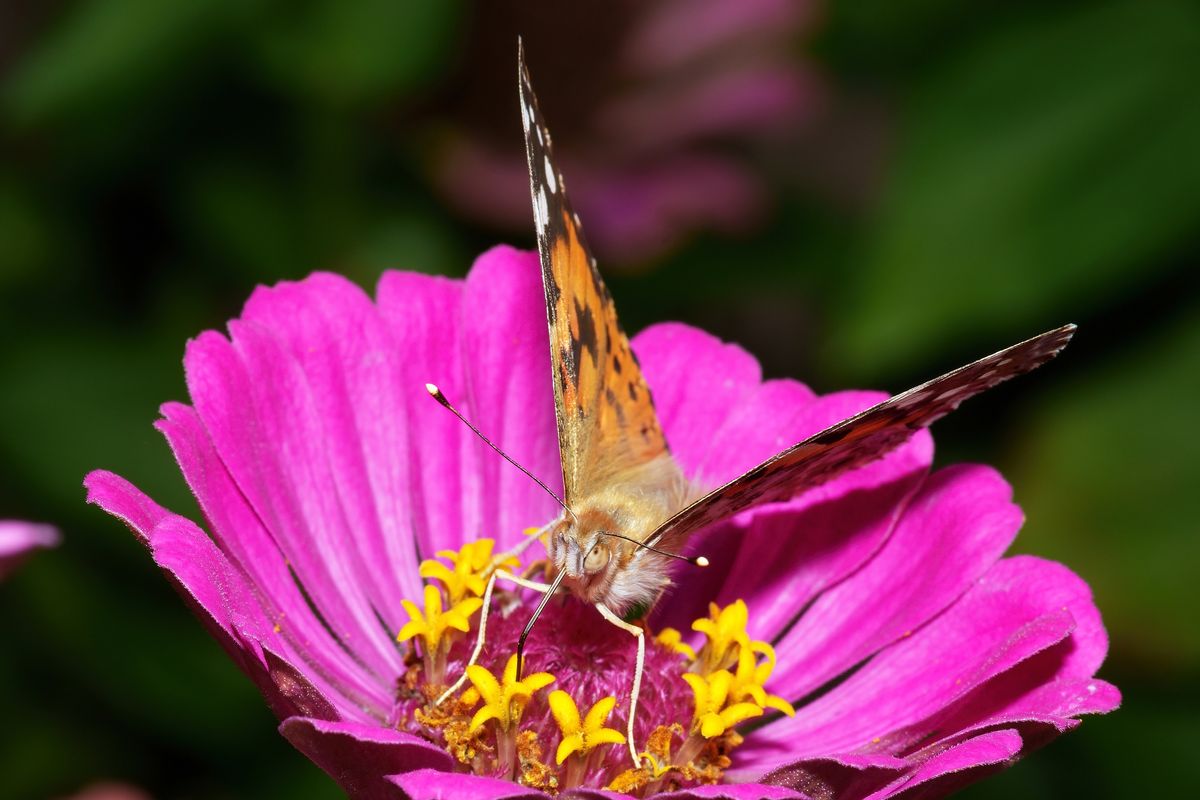 Ein Distelfalter (Vanessa cardui) in heimischen Garten