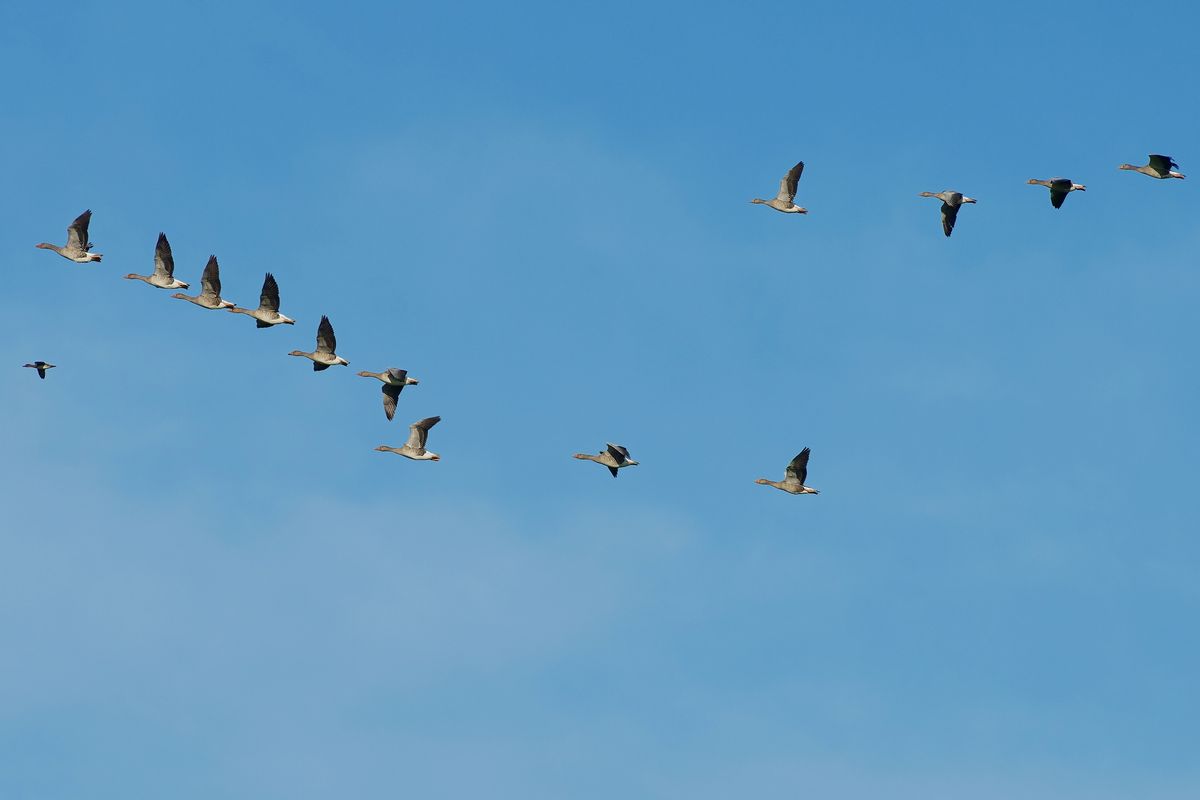 Eine Ente führt einen Schwarm Graugänse an !