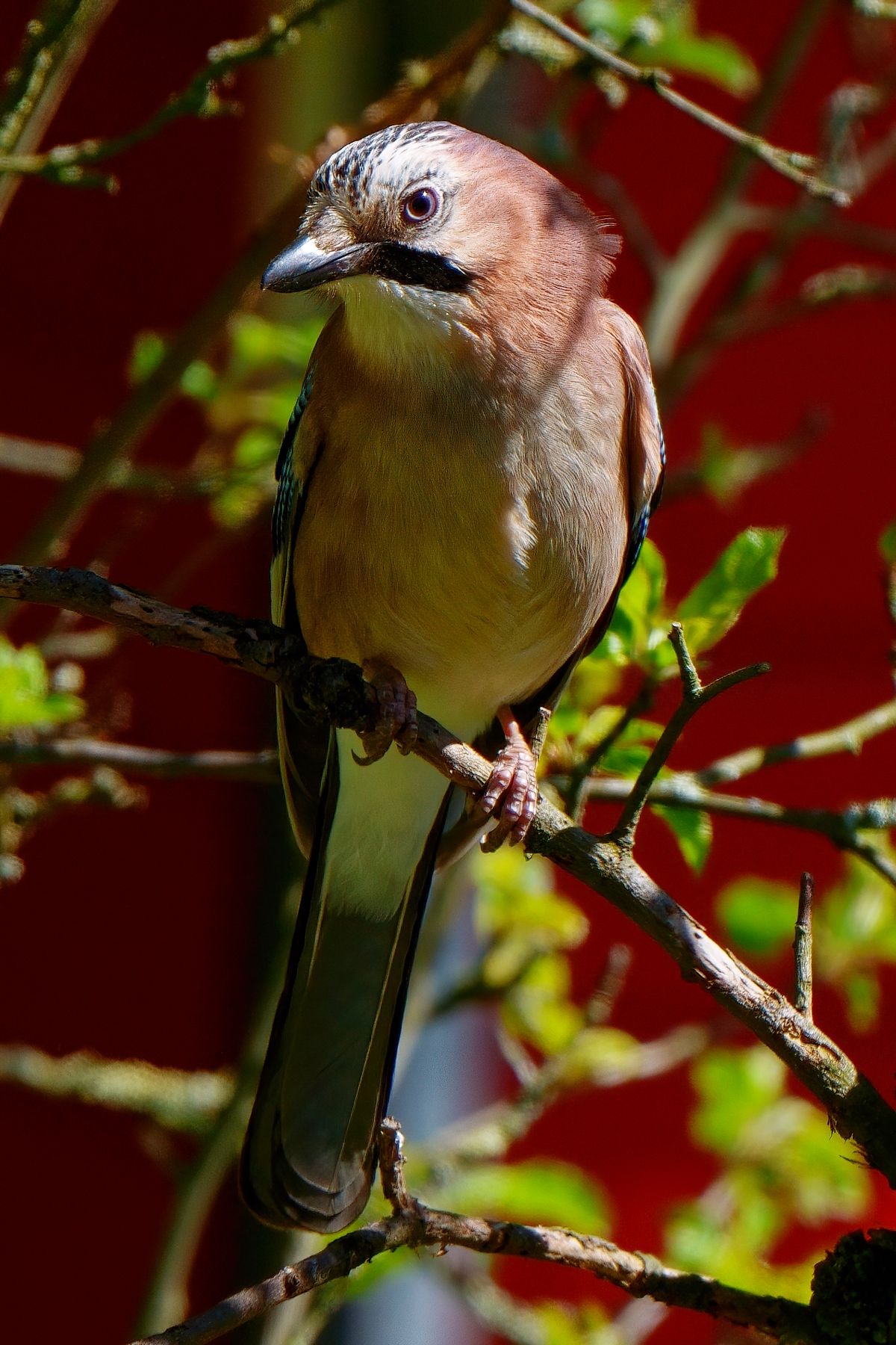 Ein Eichelhäher (Garrulus glandarius), aufgenommen in heimischen Garten