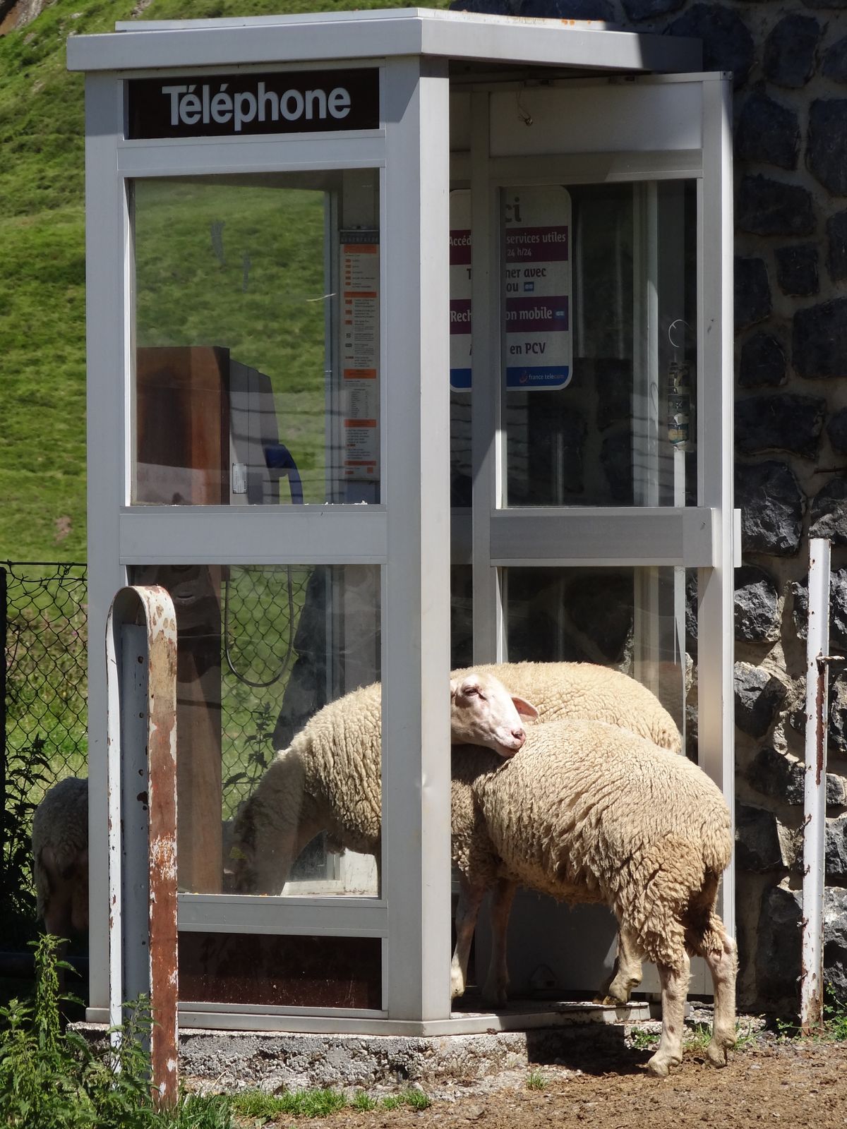 Sheep phone home!