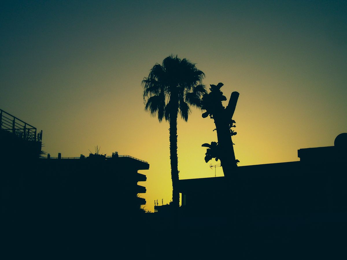 Lovely Gran Canaria Palm Sunset.