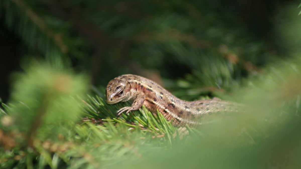 reptile on a mountain trail :)